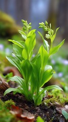 Obraz premium False Hellebore Plant Emerging in Early Spring Forest Meadow with Delicate Blooms