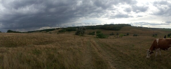 A cow is grazing. Panoramic photo of a field in cloudy weather. Gray tones. A field road