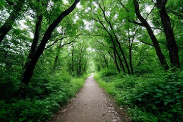 Fototapeta premium Lush Green Forest Path to Tranquility - Serene forest path, inviting exploration, nature's peace, journey of discovery, tranquil escape. Symbolizing peace, adventure, nature, renewal, and solitude
