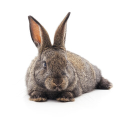 Grey big rabbit.