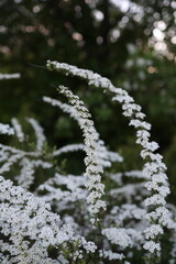 Close-up of small white Spiraea flowers blooming on a twig. A graceful arching branch of blooming white Spiraea flowers in a natural garden setting