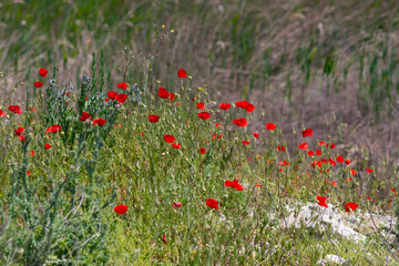 Fototapeta premium Red poppies on the background of a green meadow 