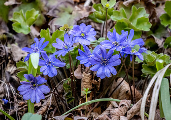 Close-up with Hepatica transsilvanica flower © paulmalaianu