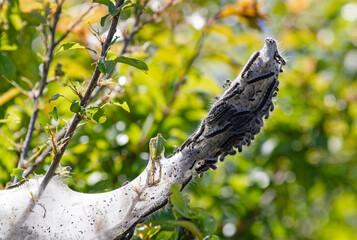 Caterpillars in a cocoon on a tree branch in spring
