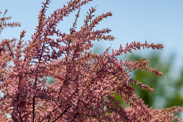 Tamarix bushes with pink branches in the meadow
