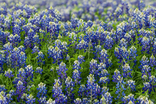 Field of bluebonnets with a blurred background 