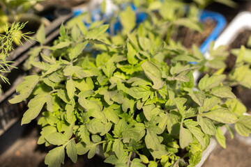 young tomato sprouts in a container before transplanting in a greenhouse close-up