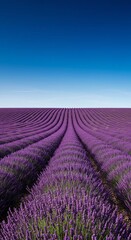 Fototapeta premium Lavender field in Provence France with purple flowers and clear blue sky