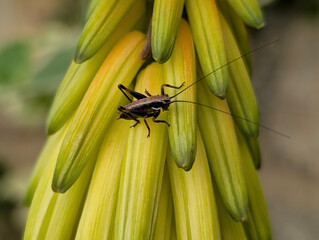 Schmidt's Marbled Bush-Cricket (Eupholidoptera schmidt), Croatia