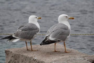 Yellow-legged Gulls (Larus michahellis) by a harbour, Cavtat, Croatia