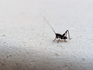 Schmidt's Marbled Bush-cricket (Eupholidoptera schmidti), Croatia