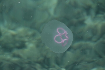 A Moon Jellyfish (Aurelia) on the surface of the sea, Cavtat, Croatia