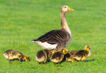 Greylag goose with her six cute goslings in Springtime, grazing on lush green grass near the pond.  Scientific name: Anser anser.  Yorkshire Wolds, Uk,  Facing right. Horizontal.  Copy space