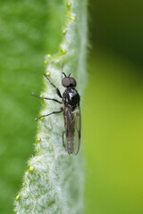 Closeup on the small black Bibionid feverfly, Dilophus febrilis hanging on a leaf