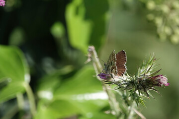 Common Geranium-Bronze Butterfly (Cacyreus marshalli), Croatia