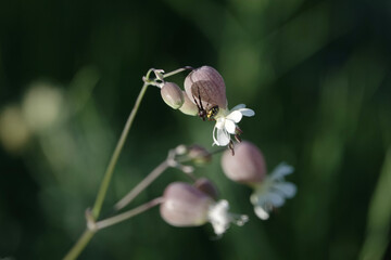 A Napoleon Spider (Synema globosum) on a Bladder Campion flower, Croatia
