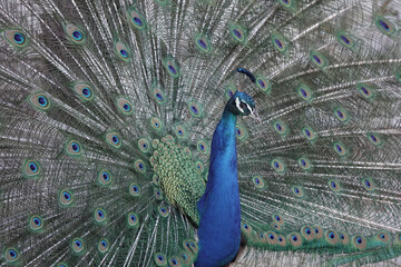 Obraz premium A male Peacock displaying its tail feathers in a courtship display