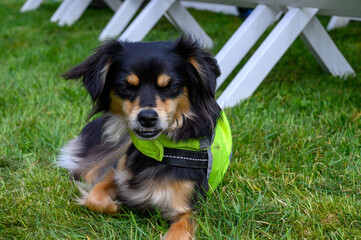 A small, cheerful dog rests on green grass, wearing a vibrant vest. The setting features white furniture in the background, indicating a lively outdoor event in the late afternoon