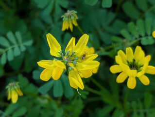 Flowers of Goat Pea (Securigera securidaca), Croatia