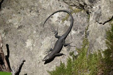 A Sharp-snouted Rock Lizard (Dalmatolacerta oxycephala), Croatia