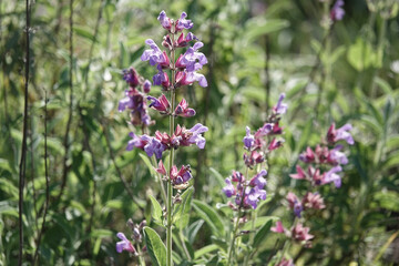 Flowers of Garden Sage (Salvia officinalis), Croatia