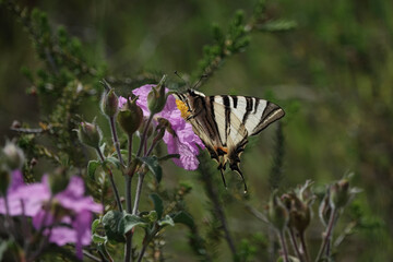 Scarce Swallowtail butterfly (Iphiclides podalirius), Croatia