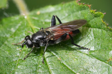 Closeup on a black and red colored Brachypalpoides lentus hoverfly