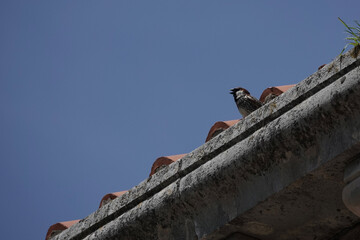 A Spanish Sparrow (Passer hispaniolensis) singing from a rooftop in Čilipi, Croaia