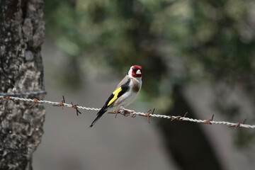 European Goldfinch (Carduelis carduelis) on a barbed wire fence, Croatia