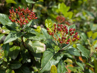 Flowers of Laurustinus (Viburnum tinus), Croatia