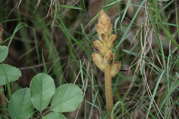 Closeup of a Slender Broomrape plant (Orobanche gracilis), Croatia