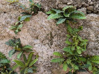 Rustyback ferns (Asplenium ceterach) growing from a wall, Croatia