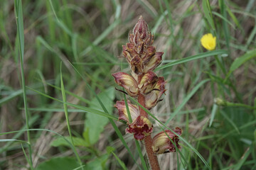 Closeup of a Slender Broomrape plant (Orobanche gracilis), Croatia
