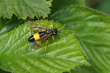 Closeup on a colorful black and yellow colored Greater Girdled Sawfly, Tenthredo maculata