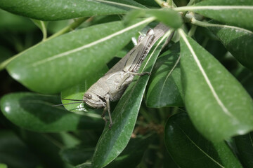 A large Egyptian Bird Grasshopper (Anacridium aegyptium) resting on a leaf, Croatia