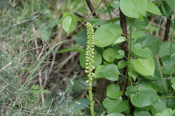 Flowers of Narrow Navelwort (Umbilicus horizontalis), Croatia