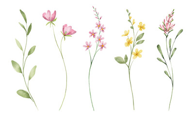 Wild flowers set, watercolor digital illustration. Perfectly for poster, card design. Mother's Day, Birthday, Valentine's day decoration.