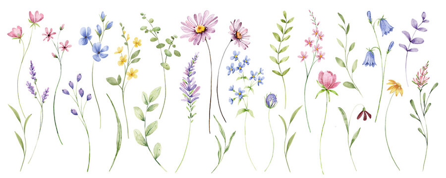 Wild flowers set, watercolor digital illustration. Perfectly for poster, card design. Mother's Day, Birthday, Valentine's day decoration.