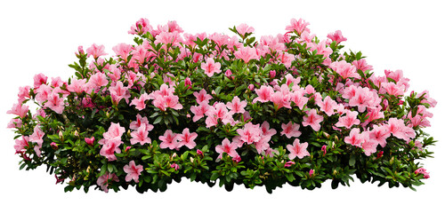 A large bush of bright pink azaleas, with a transparent background, in PNG format