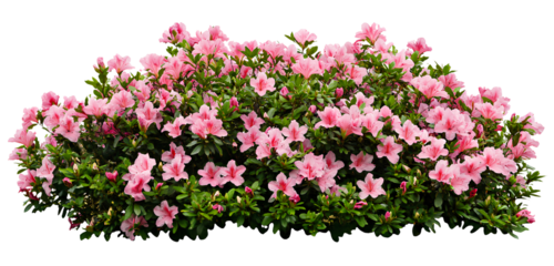 A large bush of bright pink azaleas, with a transparent background, in PNG format