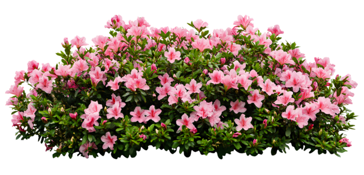 A large bush of bright pink azaleas, with a transparent background, in PNG format