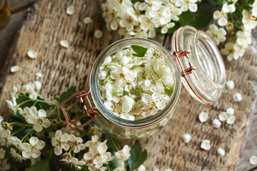 Preparation of herbal tincture in a glass jar with fresh hawthorn flowers