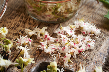 Preparation of homemade herbal tincture from horse chestnut blossoms