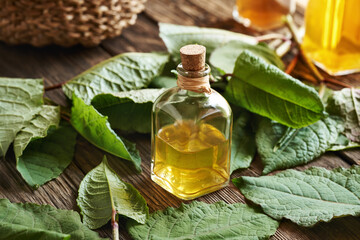 A glass bottle of herbal tincture with fresh japanese knotweed or Reynoutria japonica plant