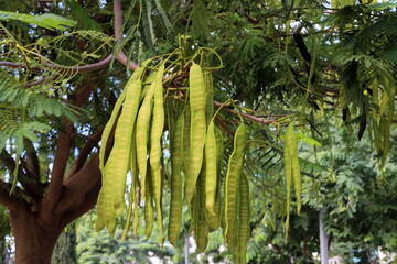 Honey locust grows in a city park in Israel.