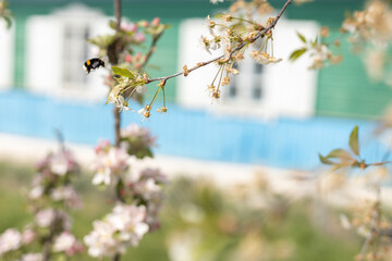 insect collecting nectar from apple blossom on a clear sunny day. Honey bee against the backdrop of a blooming garden