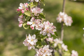 insect collecting nectar from apple blossom on a clear sunny day. Honey bee against the backdrop of a blooming garden