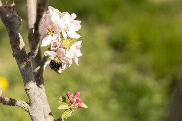 insect collecting nectar from apple blossom on a clear sunny day. Honey bee against the backdrop of a blooming garden