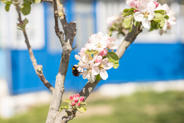 insect collecting nectar from apple blossom on a clear sunny day. Honey bee against the backdrop of a blooming garden