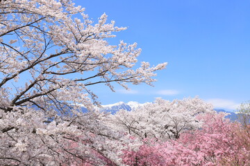 長野県上伊那郡中川村 大草城址公園の桜と残雪の中央アルプス